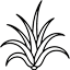 Tillandsia