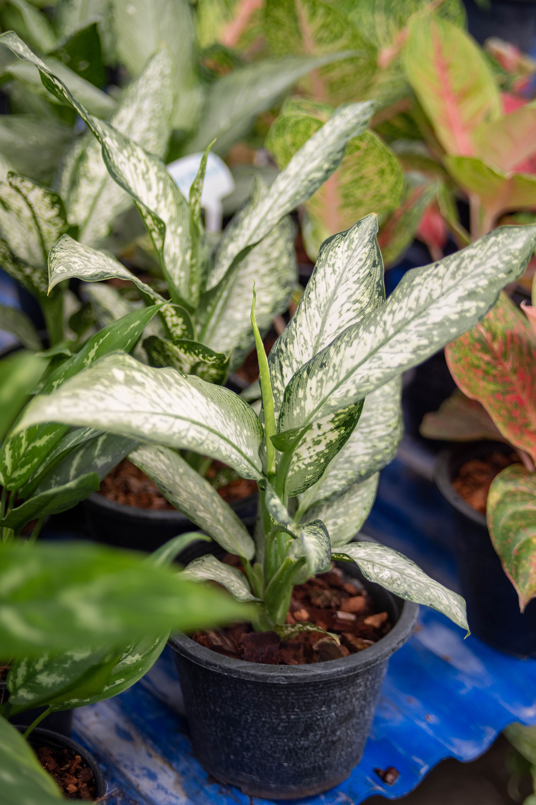 Aglaonema spp.