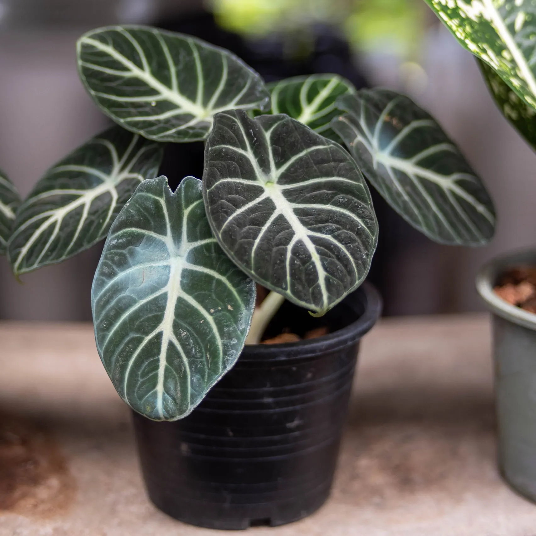 Alocasia Reginula