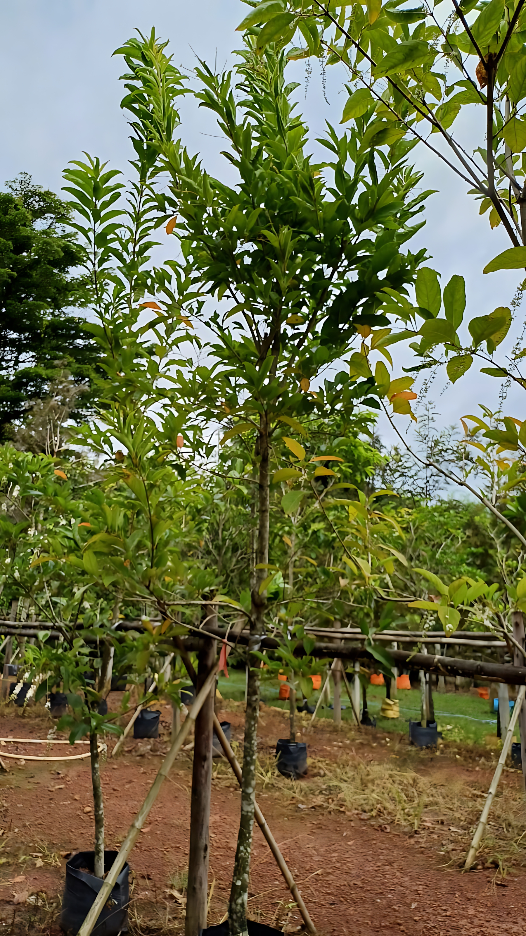 Citharexylum spinosum