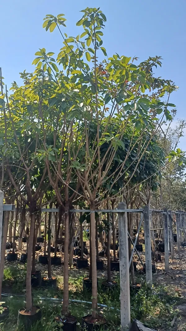 Ficus Altissima