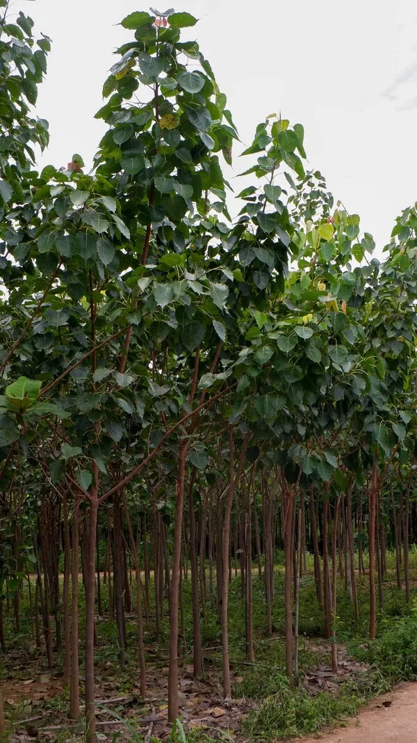 Ficus Religiosa