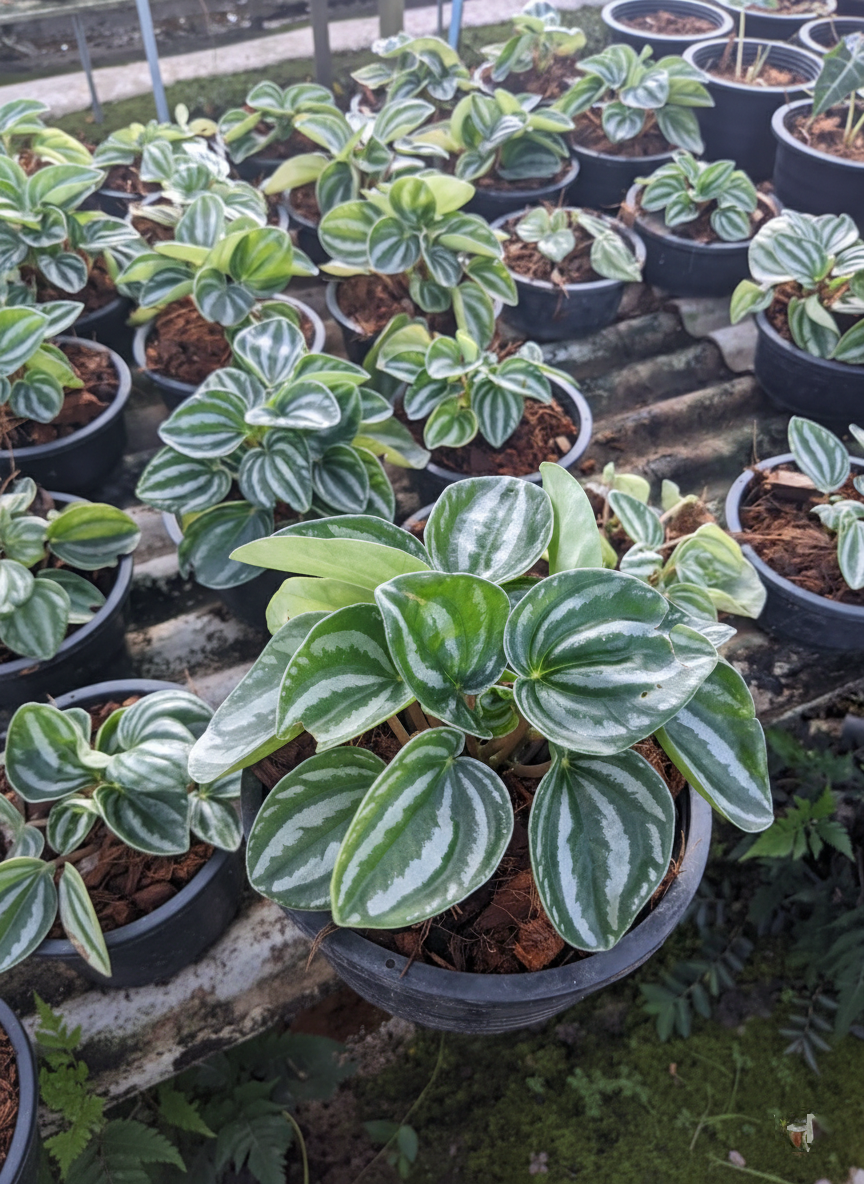 Peperomia argyreia