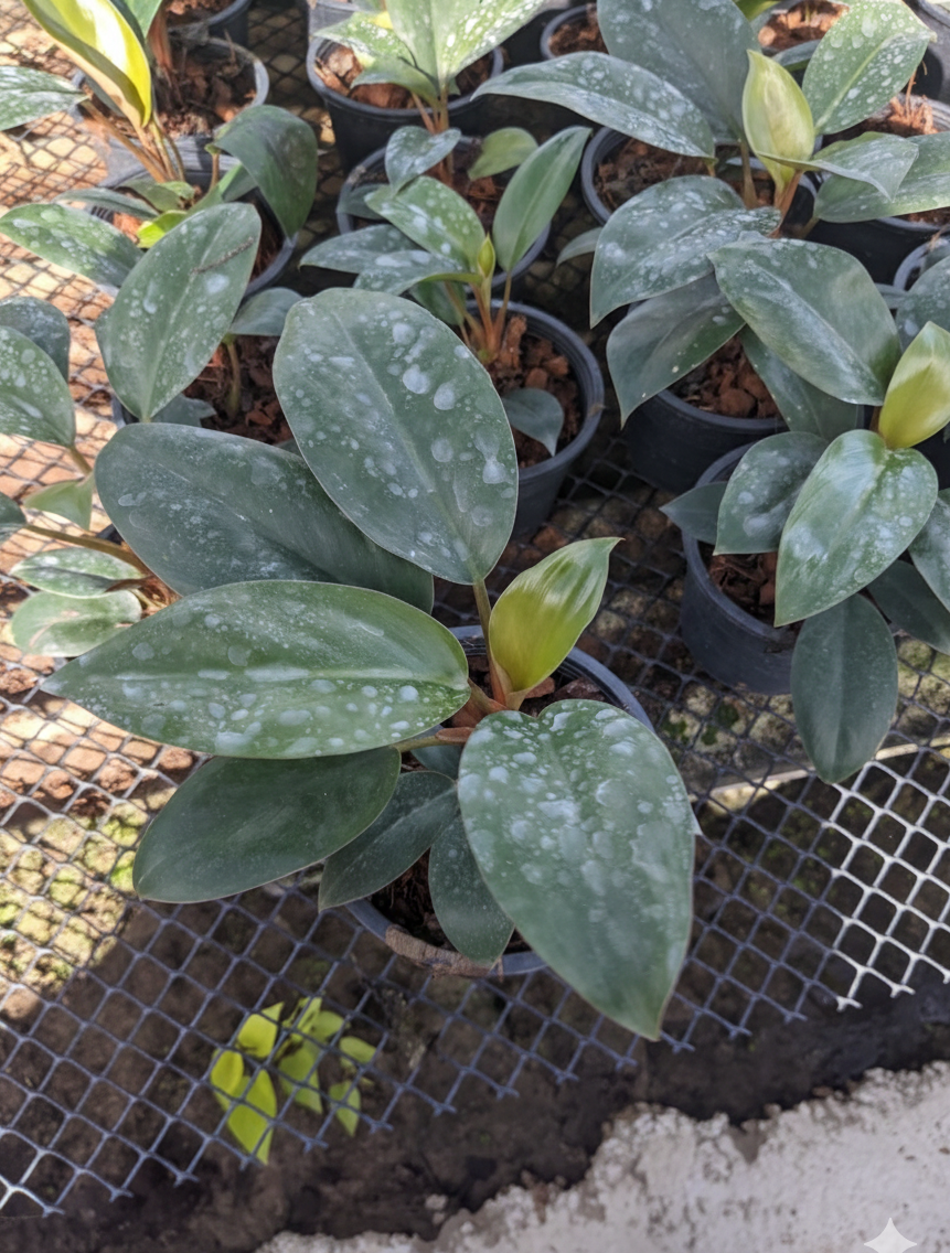 Philodendron Red Congo