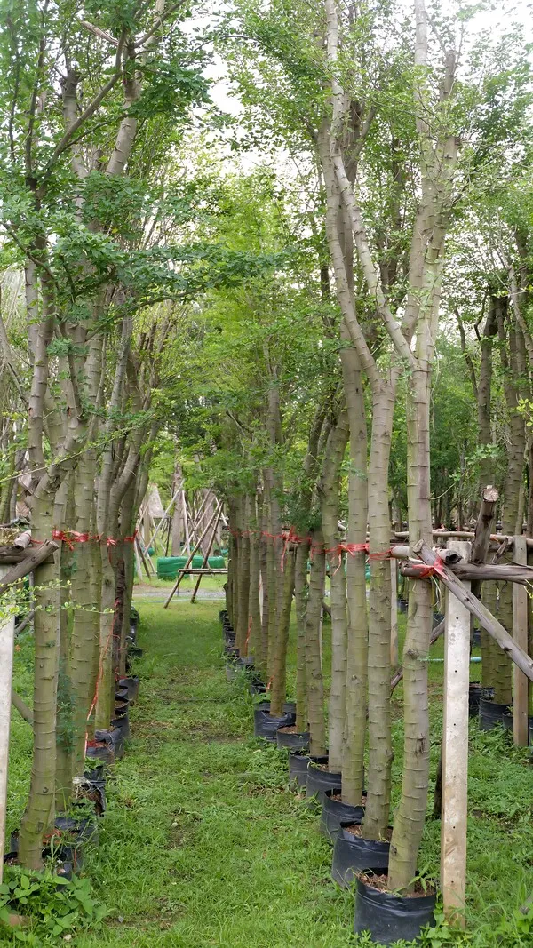 Pithecellobium dulce