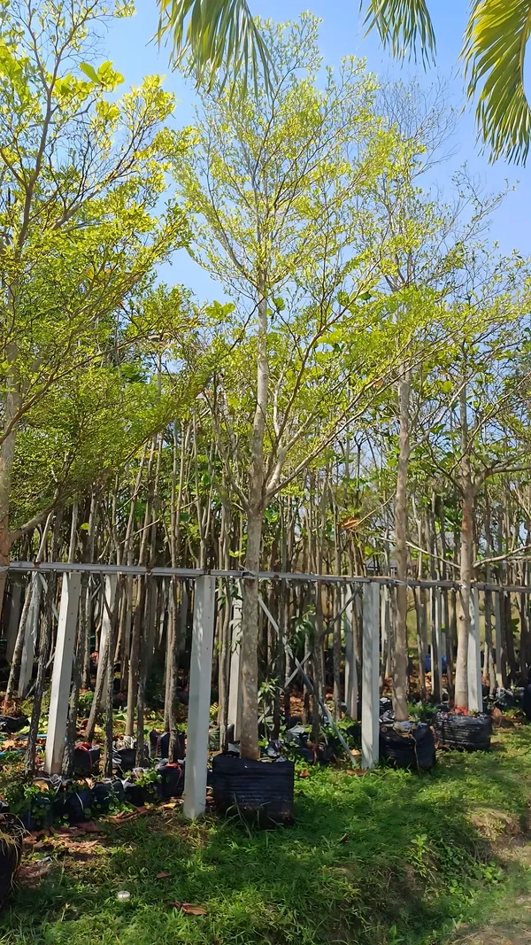 Terminalia ivorensis