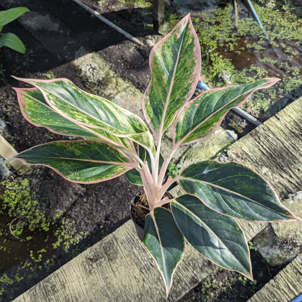 Aglaonema 'Siam Aurora'