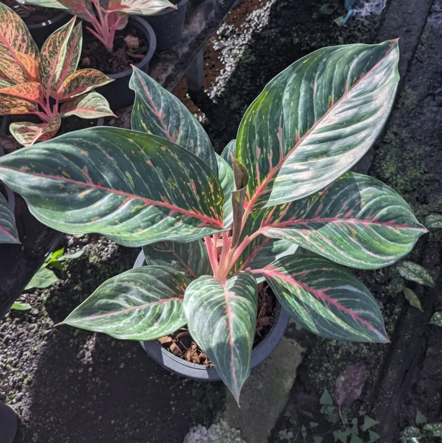 Aglaonema sp. 'Amnat Charoen'