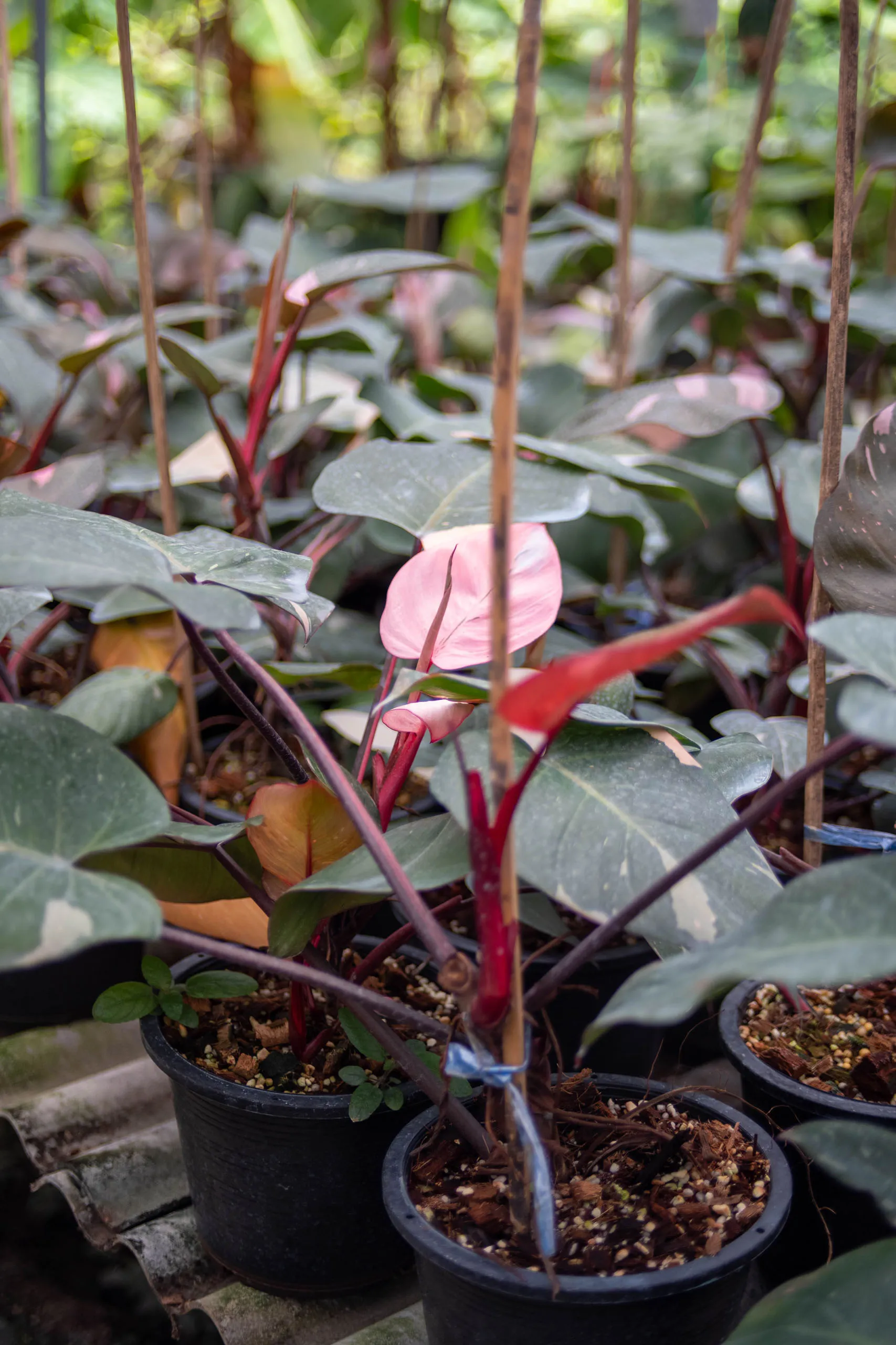 Philodendron Pink Princess