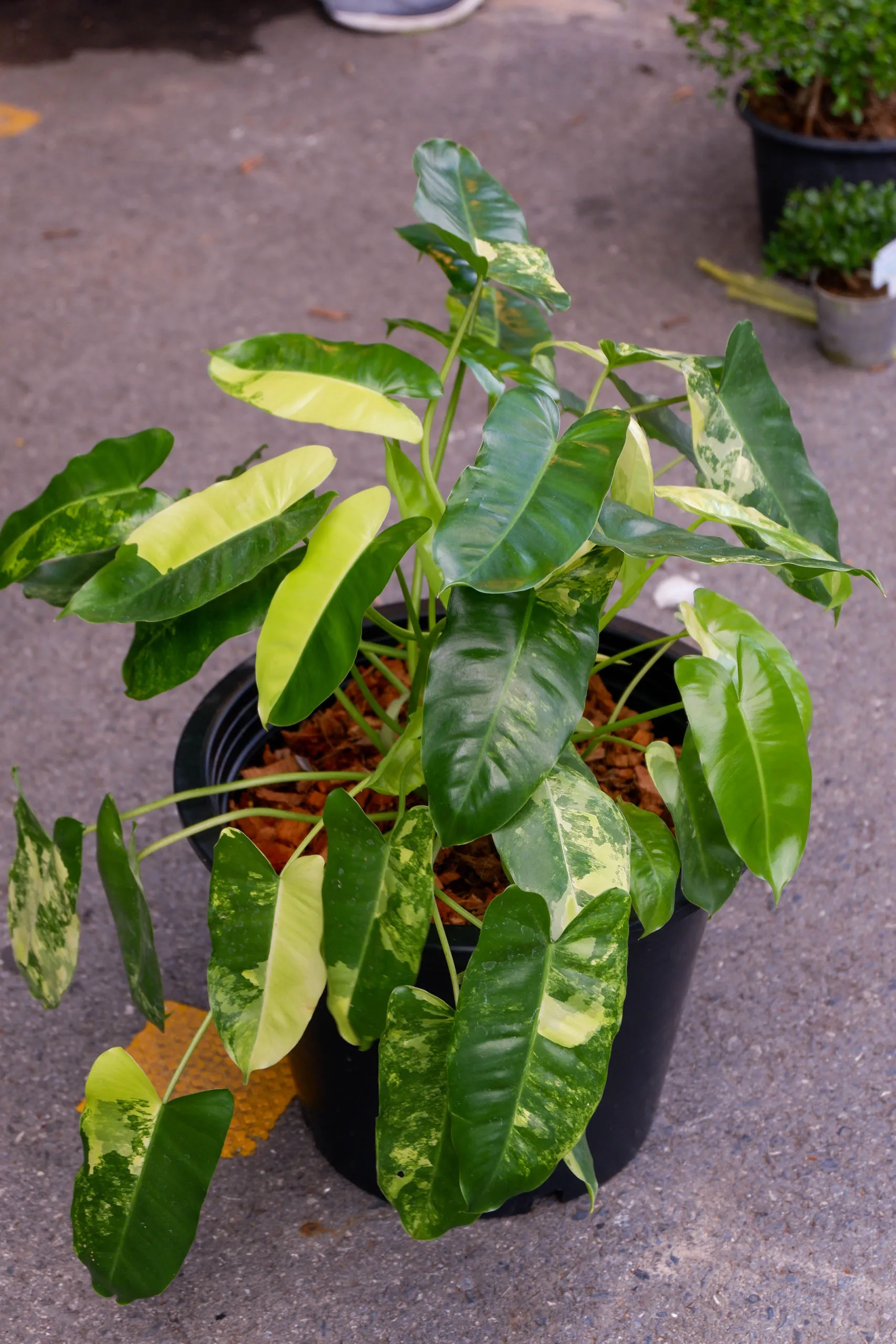 Philodendron burle-marxii