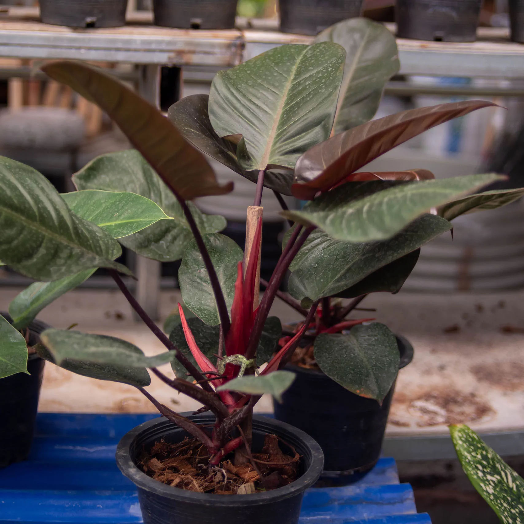 Philodendron Black Cardinal